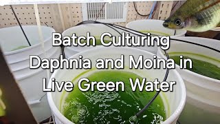 Batch Culturing Daphnia and Moina in Live Green Water [upl. by Wivinah482]