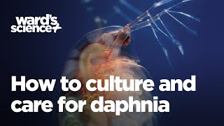 Caring and Culturing for Daphnia [upl. by Cirre]