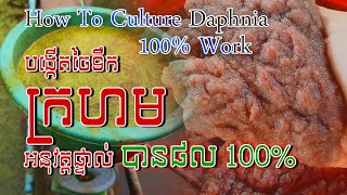 Tutorial how to culture daphnia​ real show  របៀបបង្កើតចៃទឹកក្រហមដោយអនុវត្តផ្ទាល់  Daphnia culture [upl. by Blinnie]