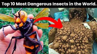 10 Most Deadliest Insects In The World  dangerousinsects [upl. by Bradshaw]