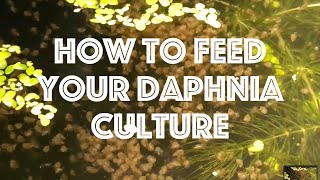 How To Feed Your Daphnia Culture [upl. by Verne]