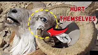 The Most Shocking Ways Animals Intentionally Harm Themselves [upl. by Maureen]