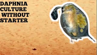 HOW TO CULTURE DAPHNIA NATURALLY WITHOUT A STARTER [upl. by Sral811]