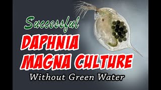 How to Cultue Daphnia Magna the Easy Way [upl. by Ttelracs888]