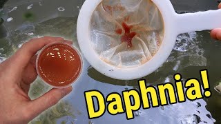 How I Culture Daphnia In Outdoor Tubs [upl. by Asli]