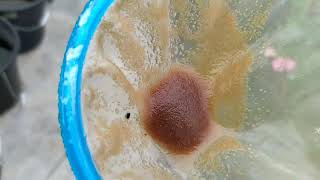 How to culture daphnia moina in a small container Part 1 English Subtitle [upl. by Dorlisa]