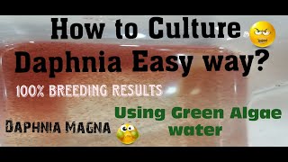 Daphnia MagnaHow to Culture Daphnia Easy wayCulturing Daphnia using Green water Daphnia [upl. by Ylrae166]