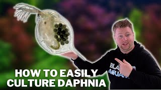 Great Live Fish Food  How to Easily Culture Daphnia  Water Fleas and What to Avoid [upl. by Aynad685]