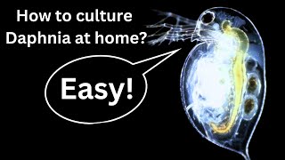 BEST Live Fish Food Beginner guide How to Culture Daphnia at home [upl. by Ellynn]