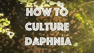 How To Culture Daphnia Magna [upl. by Ahsenor]