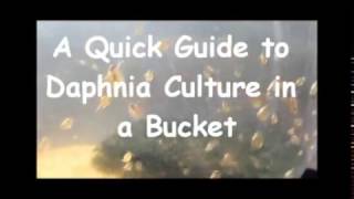 How to culture daphnia outside [upl. by Airdnaid]