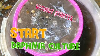 How to culture daphnia moina the easy way 1  Starting the Daphnia culture [upl. by Atterrol]