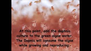 Daphnia  How to grow daphnia in your home [upl. by Apfelstadt509]