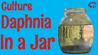 How to Culture Daphnia in a Jar [upl. by At]