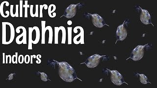 How to Culture Daphnia [upl. by Slavic]