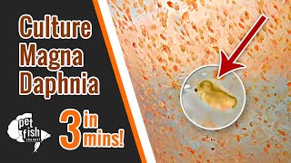 How to culture DAPHNIA MAGNA  The easy way [upl. by Peyter5]