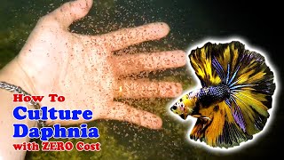 How to Culture Daphnia with ZERO Cost  Unlimited Live Food For Our Fish [upl. by Sand220]