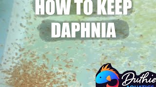 How to do a Daphnia Culture [upl. by Annoirb]