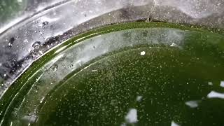 DAPHNIA MOINA CULTURE IN A SMALL BUCKET [upl. by Acinyt]