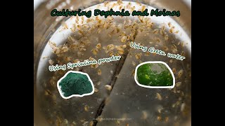 How To Culture Daphnia and Moinas using Green Water Spirulina powder [upl. by Punke]